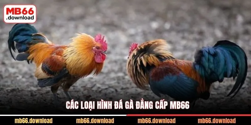 Trải Nghiệm Đá Gà Đẳng Cấp MB66 Cực Chiến 1 Các loại hình đá gà đẳng cấp MB66