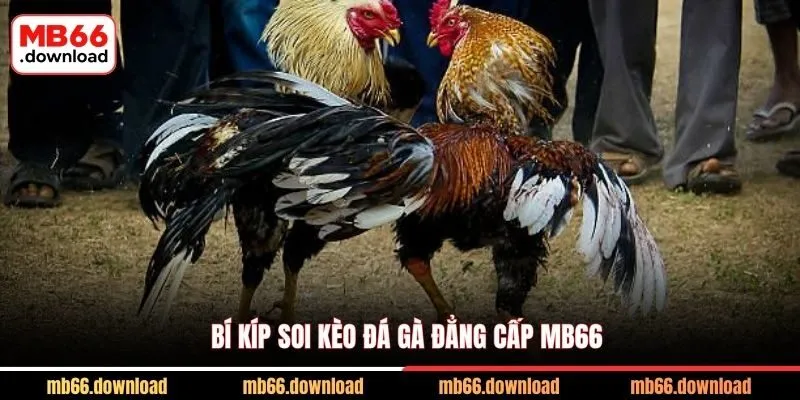 Trải Nghiệm Đá Gà Đẳng Cấp MB66 Cực Chiến 2 Bí kíp soi kèo đá gà đẳng cấp MB66