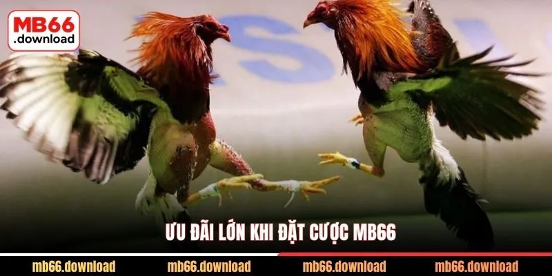 Trải Nghiệm Đá Gà Đẳng Cấp MB66 Cực Chiến 3 Ưu đãi lớn khi đặt cược MB66